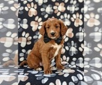 Small Photo #3 Goldendoodle (Miniature) Puppy For Sale in DELTA, PA, USA