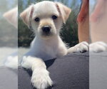 Small #2 Maltese Mix