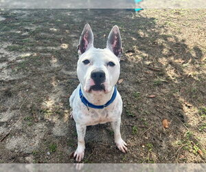American Staffordshire Terrier Dogs for adoption in Ocala, FL, USA