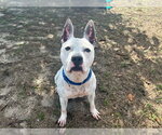 Small American Staffordshire Terrier