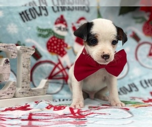 Jack Russell Terrier-Poodle (Standard) Mix Puppy for sale in LANCASTER, PA, USA
