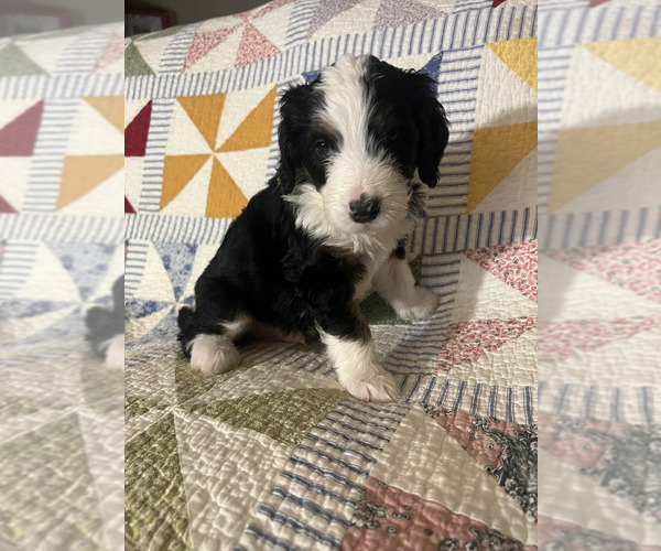 Medium Photo #8 Bernedoodle Puppy For Sale in SUNNYVALE, CA, USA