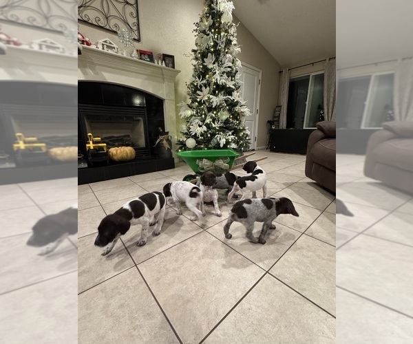 Medium Photo #9 German Shorthaired Pointer Puppy For Sale in LIVINGSTON, CA, USA