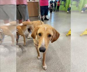 Golden Retriever-Unknown Mix Dogs for adoption in Louisville, KY, USA