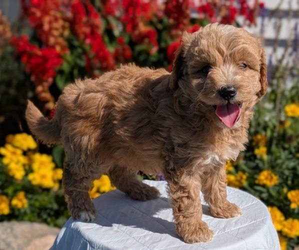 Medium Photo #2 Goldendoodle (Miniature) Puppy For Sale in GOSHEN, IN, USA