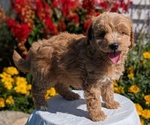 Small #1 Goldendoodle (Miniature)