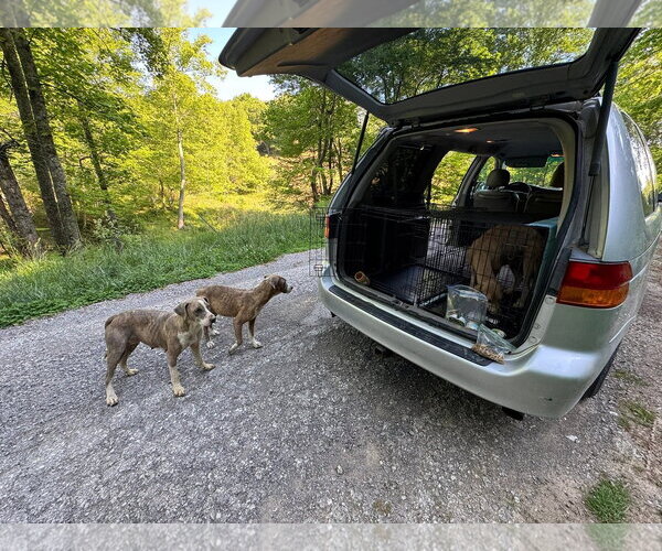 Medium Photo #5 Mutt Puppy For Sale in Crystal, MN, USA