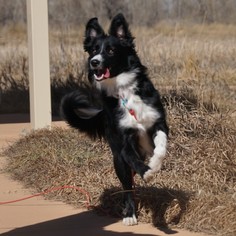Border Collie Puppy for sale in EVANS, CO, USA