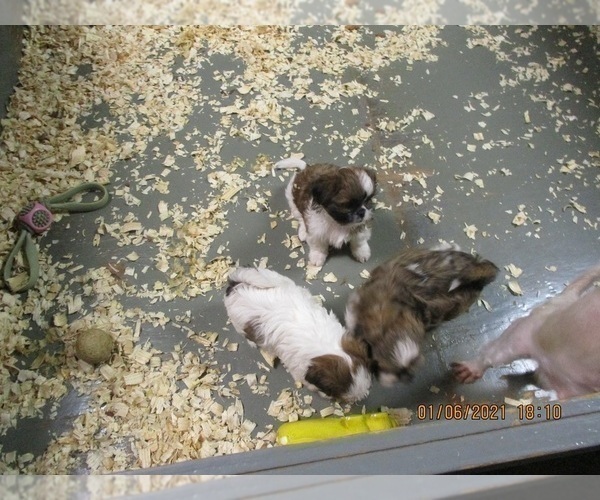 Medium Photo #6 Shih Tzu Puppy For Sale in CARROLLTON, GA, USA