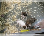 Small Photo #6 Shih Tzu Puppy For Sale in CARROLLTON, GA, USA