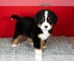 Small Photo #42 Bernese Mountain Dog Puppy For Sale in MILLERSBURG, IN, USA
