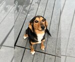 Small Photo #2 Beagle-Unknown Mix Puppy For Sale in Bridgewater, NJ, USA