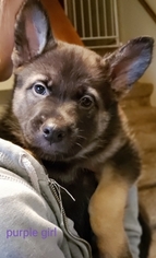 German Shepherd Dog Puppy for sale in BELDING, MI, USA
