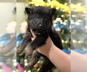 German Shepherd Dog Puppy for sale in JEFFERSON, OR, USA