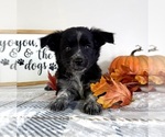 Small #3 Australian Cattle Dog-Border Collie Mix