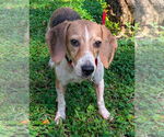 Small #1 Beagle