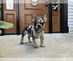 Small Photo #6 French Bulldog Puppy For Sale in MILLERSBURG, OH, USA