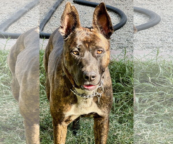 Medium Photo #1 American Bulldog-German Shepherd Dog Mix Puppy For Sale in Lake Elsinore, CA, USA