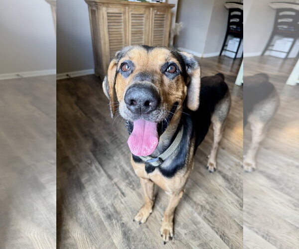 Medium Photo #4 German Shepherd Dog-Unknown Mix Puppy For Sale in Holly Springs, NC, USA