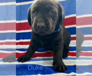 Labrador Retriever Puppy for sale in MIDLAND, OH, USA