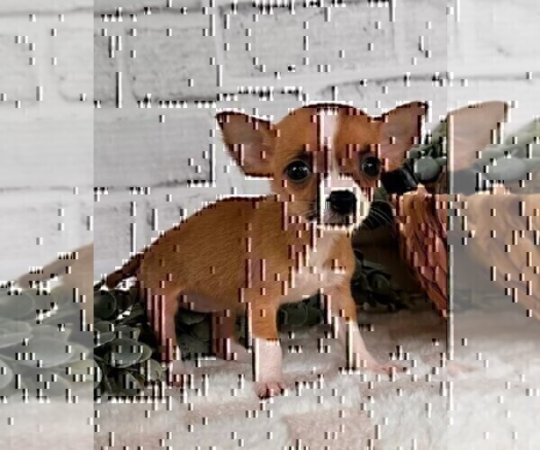Medium Photo #18 Chihuahua Puppy For Sale in TAMPA, FL, USA