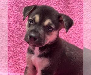 Labrador Retriever-Unknown Mix Dogs for adoption in San Diego, CA, USA
