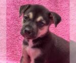 Small Labrador Retriever Mix
