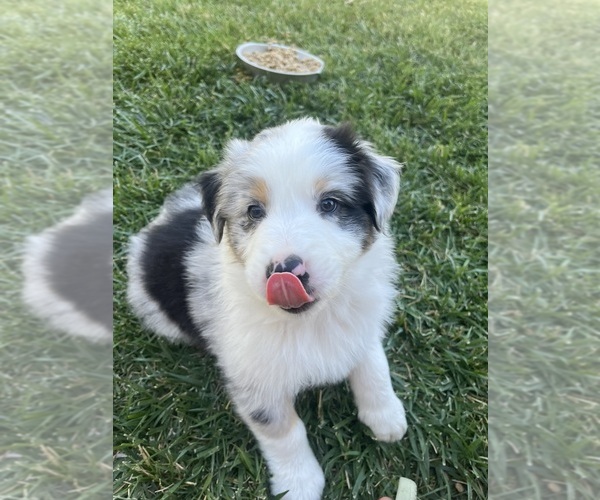 Medium Photo #10 Australian Shepherd Puppy For Sale in PASO ROBLES, CA, USA