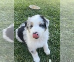 Small #6 Australian Shepherd