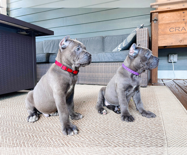 Medium Photo #4 Cane Corso Puppy For Sale in FORD CITY, PA, USA