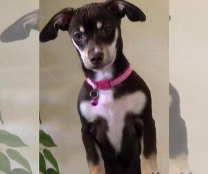 Medium Chiweenie