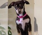 Small Chiweenie