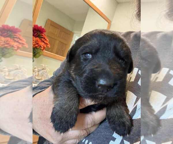 Medium Photo #2 German Shepherd Dog Puppy For Sale in NEWVILLE, PA, USA