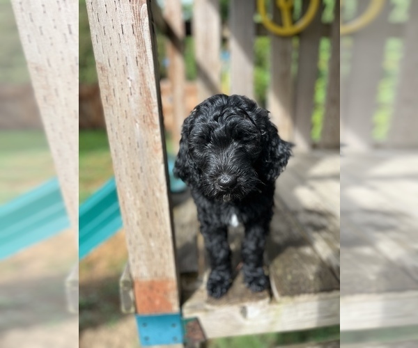 Medium Photo #3 Aussiedoodle Puppy For Sale in OLYMPIA, WA, USA