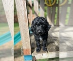 Small #2 Aussiedoodle
