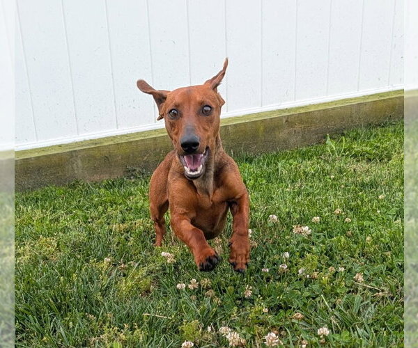 Medium Photo #6 Dachshund Puppy For Sale in Shelbyville, TN, USA