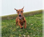 Small #5 Dachshund