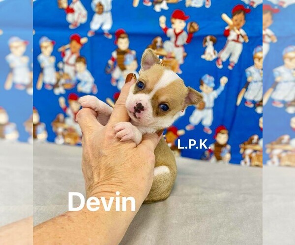 Medium Photo #1 Chihuahua Puppy For Sale in WINNSBORO, LA, USA