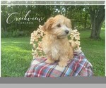 Puppy 3 Havachon