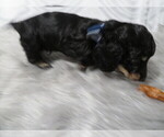 Small Photo #2 Dachshund Puppy For Sale in HAWESVILLE, KY, USA