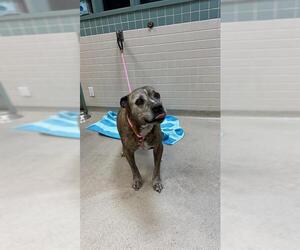 American Pit Bull Terrier Dogs for adoption in Pasadena, CA, USA