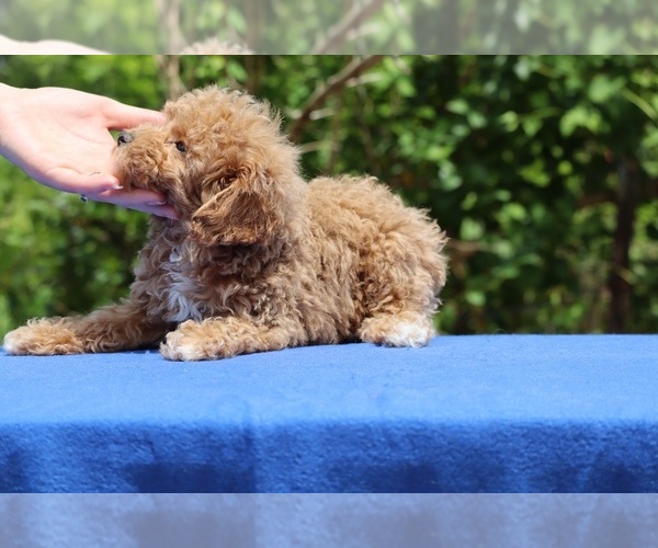 Medium Photo #25 Poodle (Toy) Puppy For Sale in DYERSBURG, TN, USA