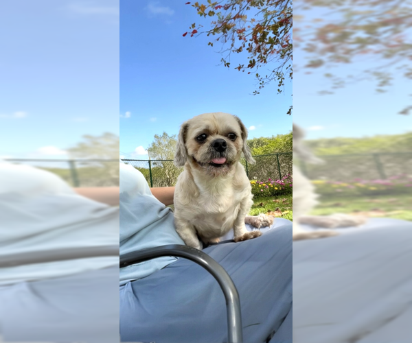 Medium Photo #4 Shih Tzu Puppy For Sale in Weston, FL, USA