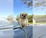 Small #3 Shih Tzu