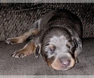 Doberman Pinscher Puppy for sale in PENSACOLA, FL, USA