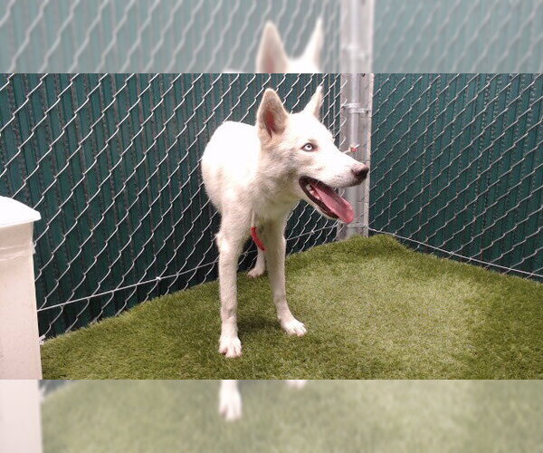 Medium Photo #1 Siberian Husky Puppy For Sale in Downey, CA, USA