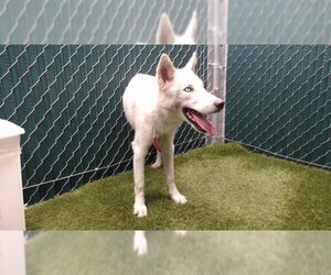 Siberian Husky Dogs for adoption in Downey, CA, USA