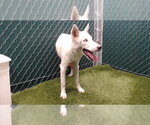 Small Siberian Husky