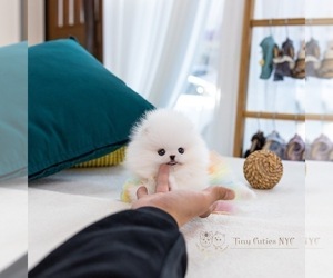 Pomeranian Puppy for sale in ASTORIA, NY, USA