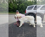 Small #3 Great Pyrenees